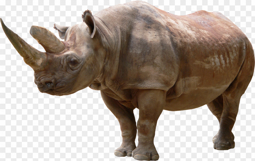 Black Rhinoceros Clip Art PNG