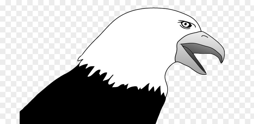 Eagle Sketch Bald Clip Art Bird Image PNG