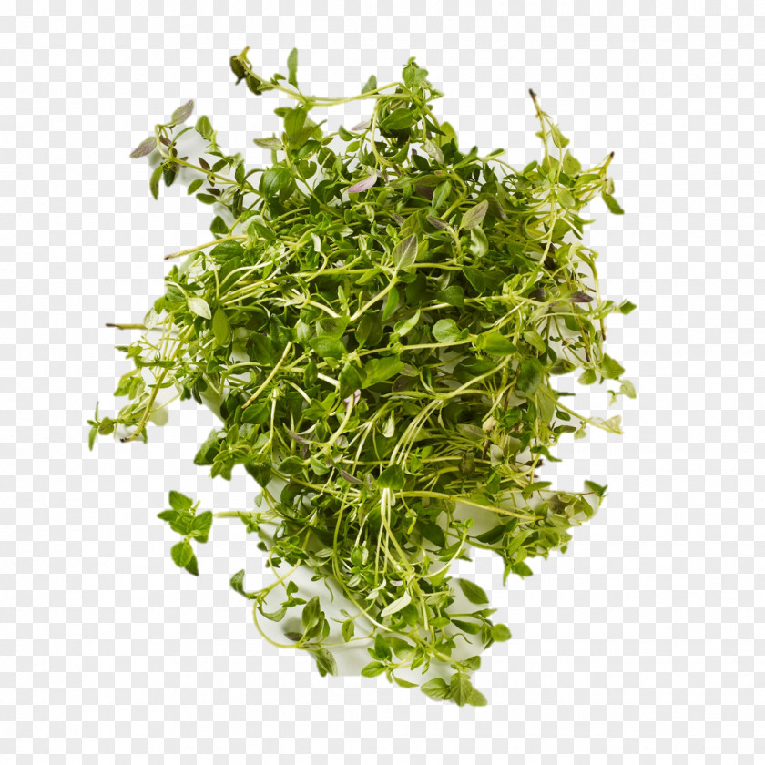 Hela Coriander Herbalism PNG