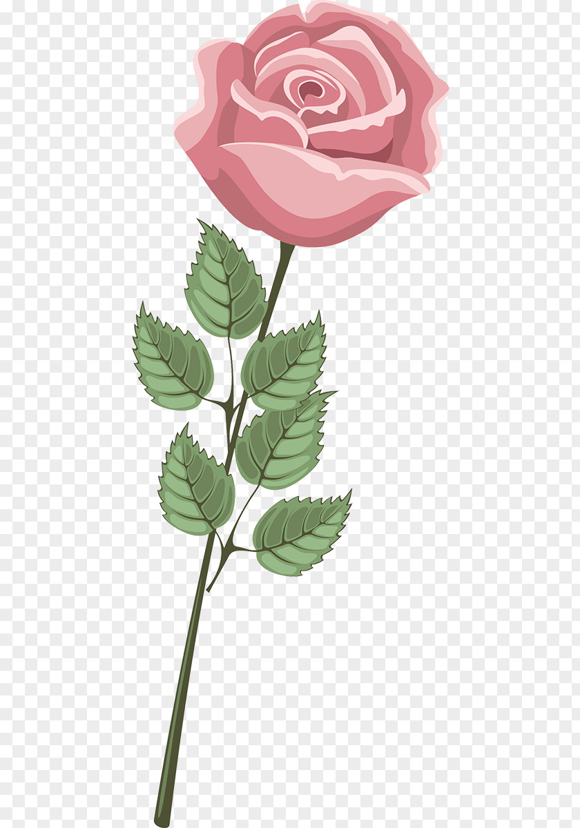 Leaf Garden Roses Centifolia Floral Design Petal PNG