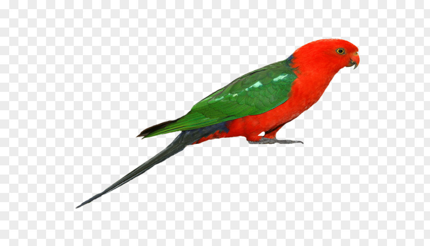 Parrot Budgerigar Lovebird Macaw PNG