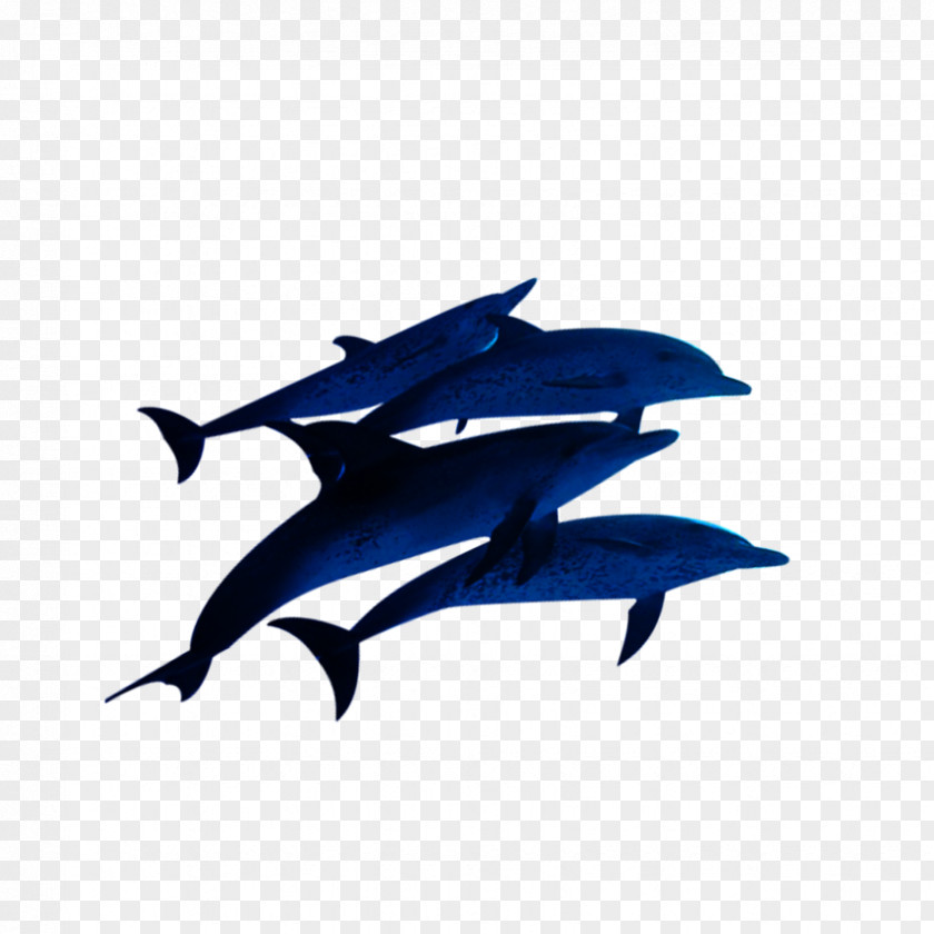 Dolphin Common Bottlenose Sea PNG