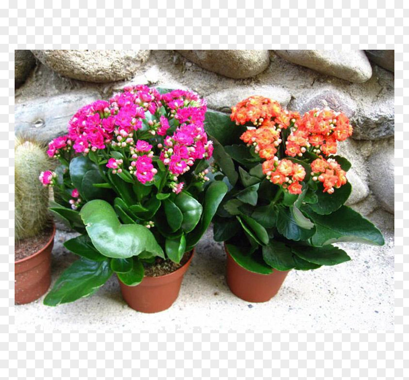 Flower Florist Kalanchoe Houseplant Succulent Plant Blossom PNG