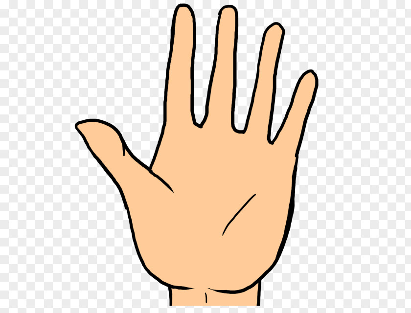 Hand Thumb Palmistry Model Clip Art PNG