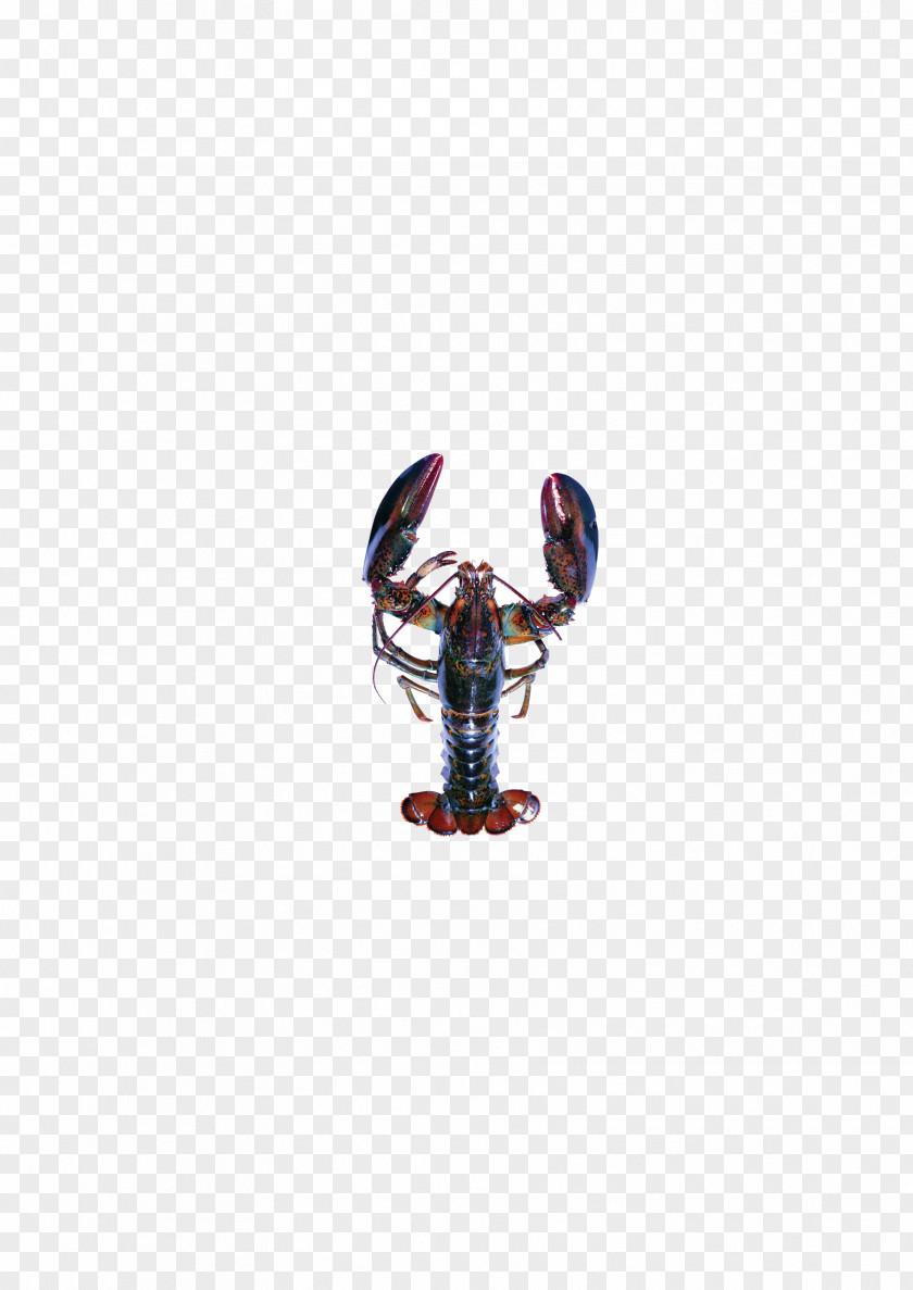 Lobster Purple Body Piercing Jewellery Seafood PNG