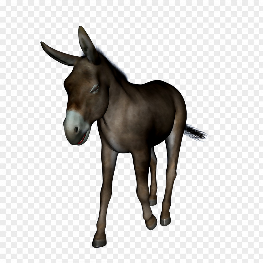 Mule Foal Mustang Donkey Halter PNG