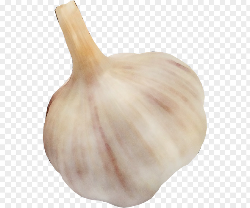 Shallot Food Garlic Elephant Vegetable Onion Allium PNG