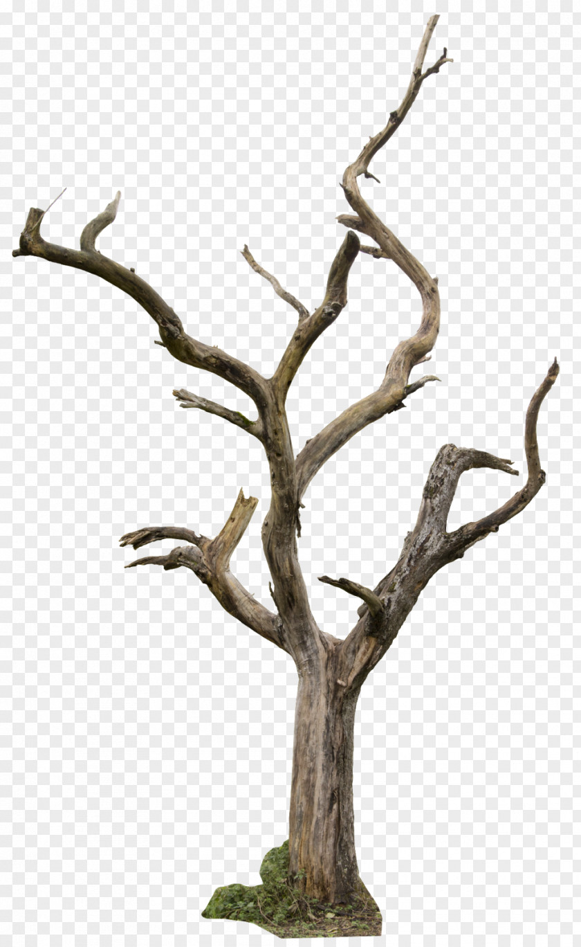 Tree Trunk Drawing Clip Art PNG
