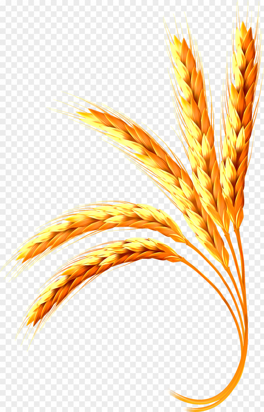 Wheat Adobe Illustrator PNG