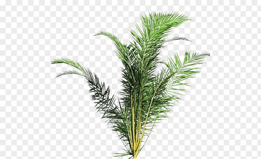 Clip Art Fir Pine Spruce PNG