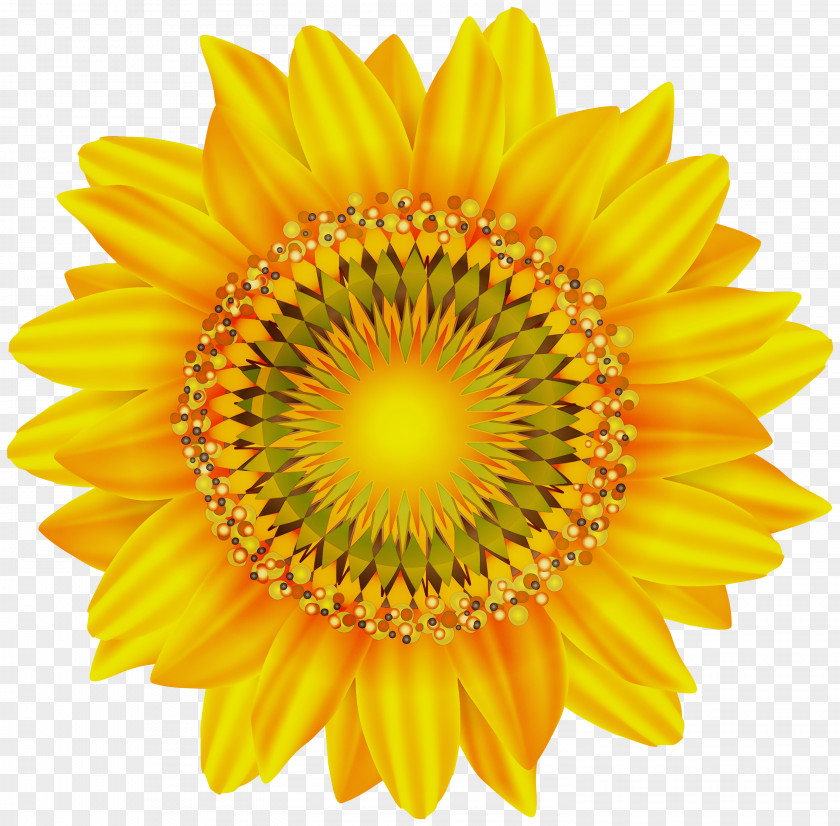 Cut Flowers Gazania Sunflower PNG