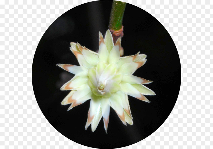 Earth Chakras Oils Spanish Cherry Flower Cactus Medicinal Plants PNG