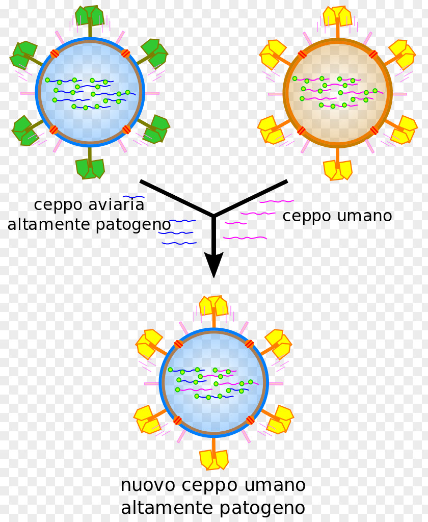 Nurs Influenzavirus B Gripiviirused Infection PNG