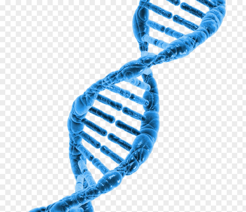 Surname DNA Project Cell Hair Loss Genome PNG