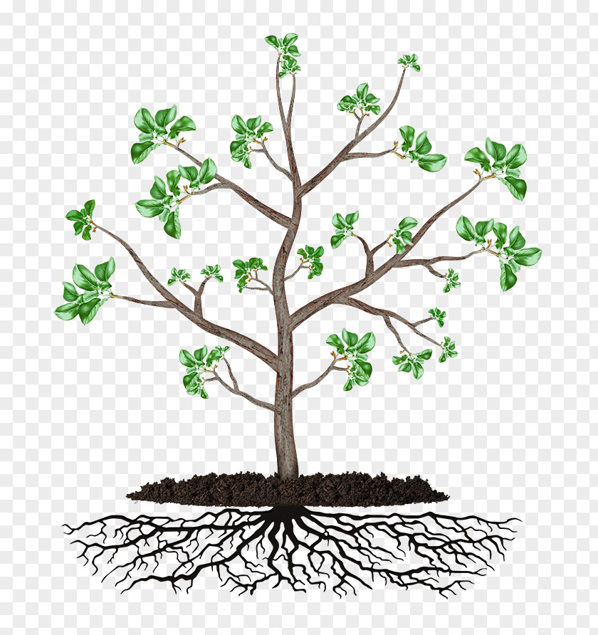 Tree Flat Twig Plant Stem Clip Art Flowerpot Leaf PNG