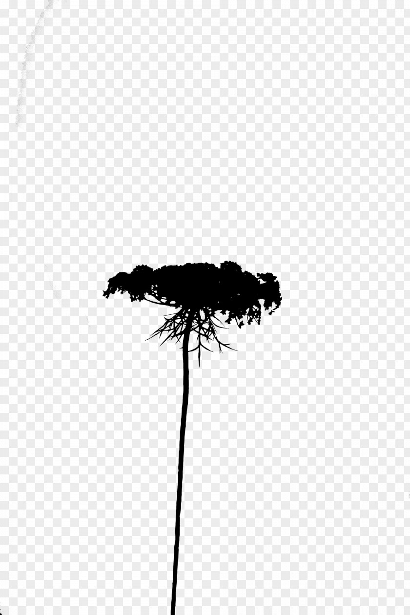 Tree Silhouette Sky Black M PNG