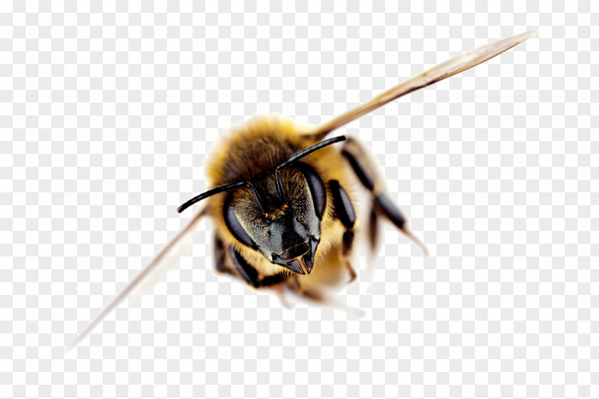 Bee Western Honey Insect Nectar Beekeeping PNG
