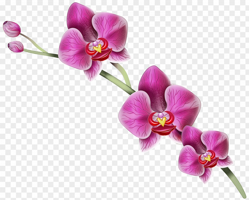 Blossom Artificial Flower Pink Cartoon PNG