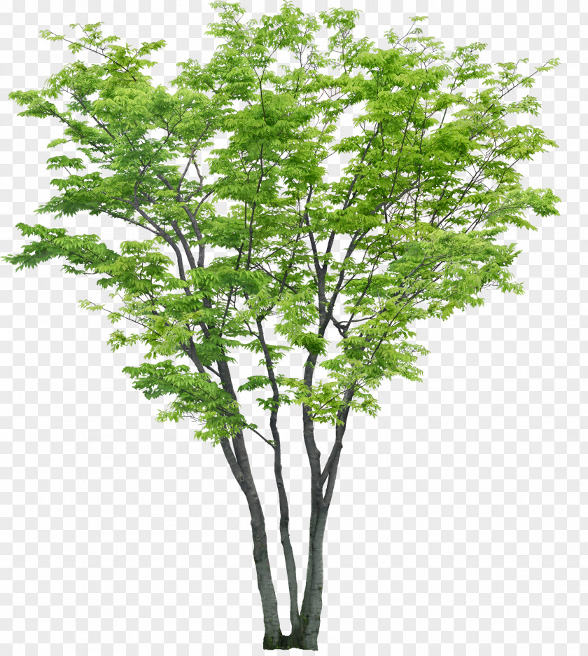 Bushes Tree Rendering PNG
