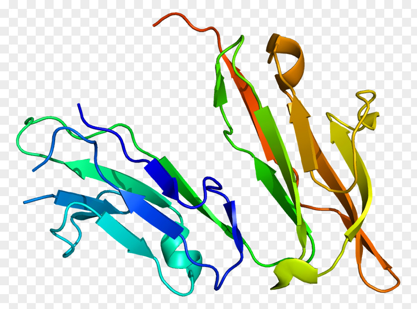 Fc Receptor Eosinophil Colony-stimulating Factor Granulocyte Immunoglobulin E PNG