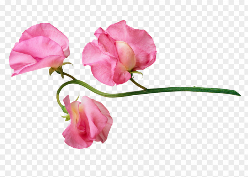 Flower Garden Roses Clip Art Image PNG