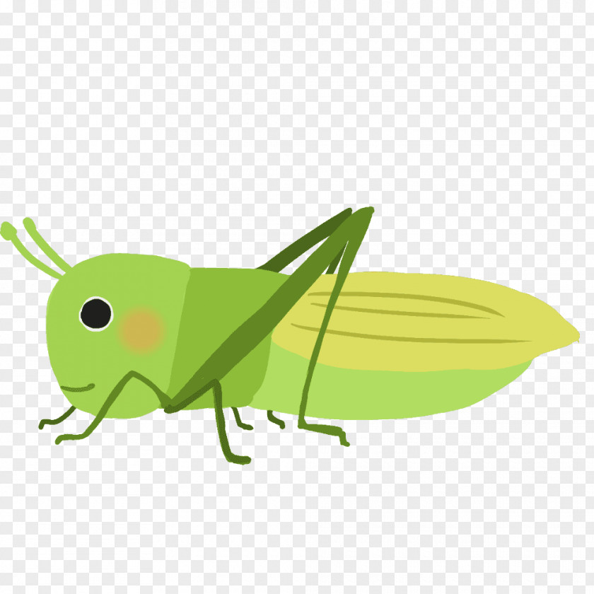 Grasshopper Locust Insect Clip Art PNG