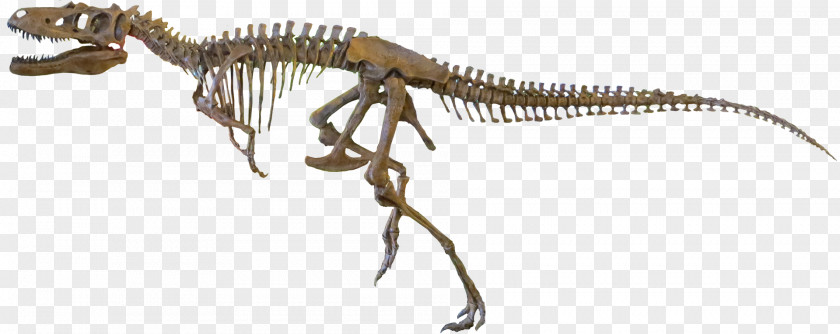 Skeleton Nanotyrannus Tyrannosaurus Guanlong Gorgosaurus Daspletosaurus PNG