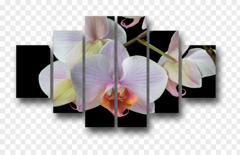 Design Moth Orchids PNG