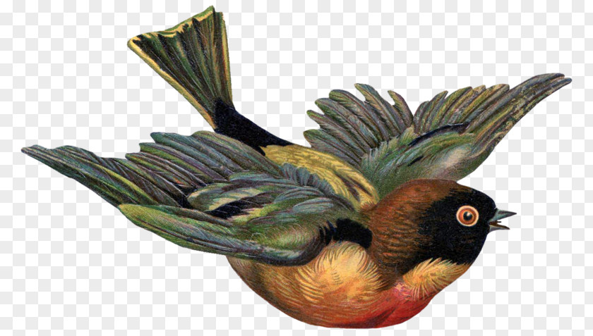 Free Bird Victorian Era Clip Art PNG