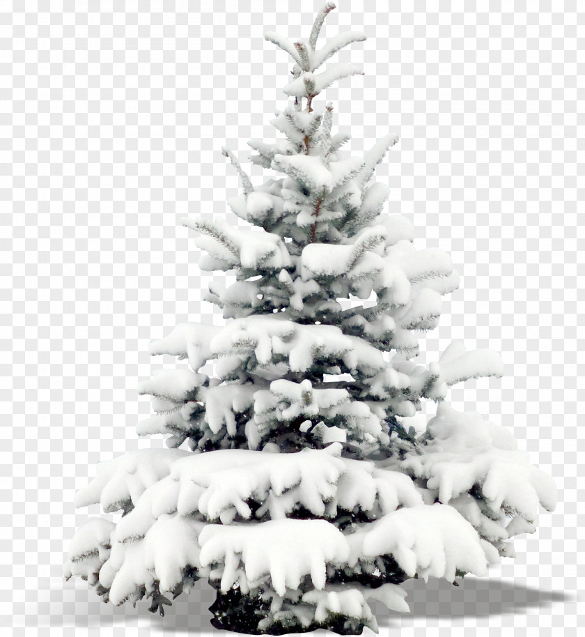 Plant Trees Santa Claus Christmas Tree Decoration And Holiday Season PNG