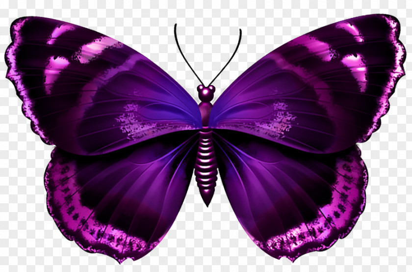 Purple Butterfly Transparent Image Clip Art PNG