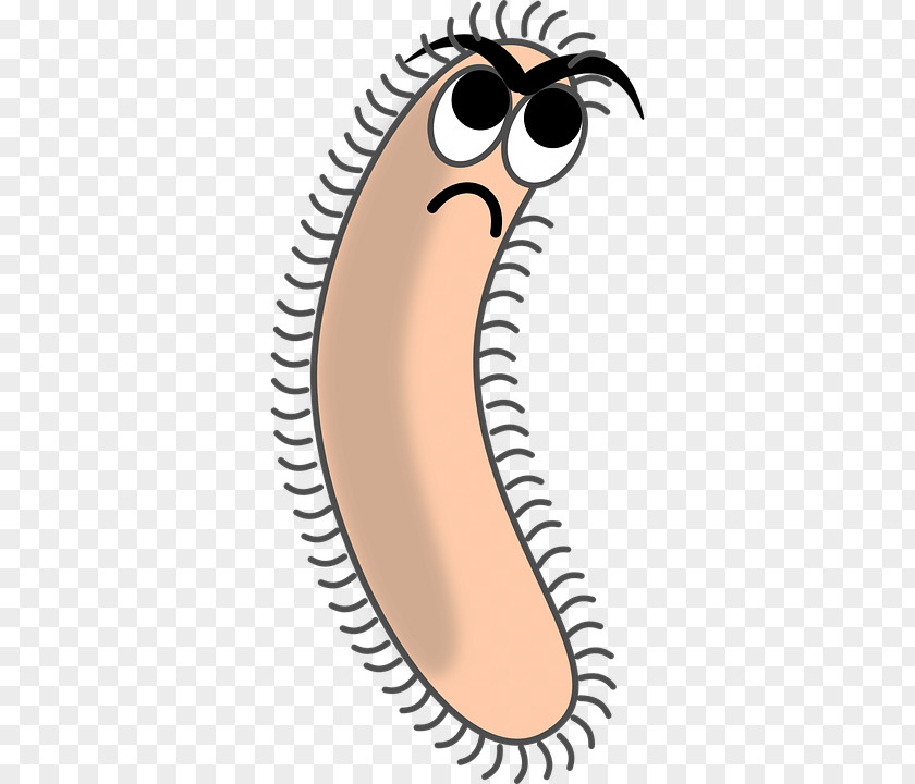 Bacteria Clip Art PNG