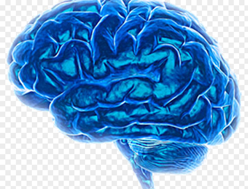 Brain Alzheimer's Disease Pharmaceutical Drug Dementia Diagnostic And Statistical Manual Of Mental Disorders PNG