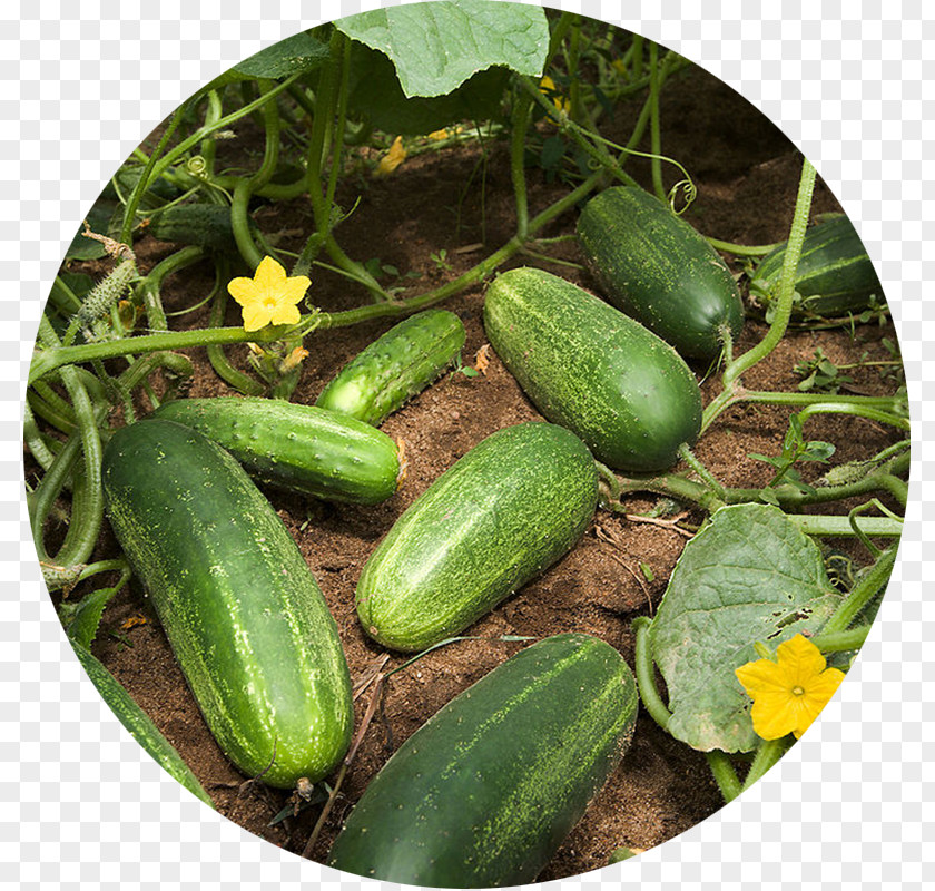 Cucumber Pickled Slicing Vegetable Garden Zucchini PNG