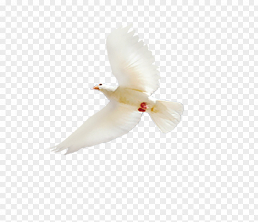 Flying White Dove Bird Columba PNG
