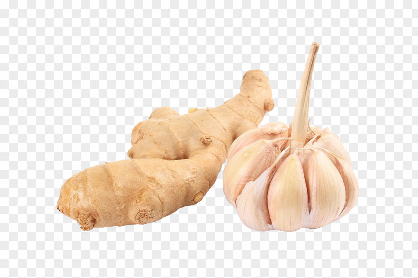 Ginger And Garlic Pull Material Free Chicken Soup Root Vegetables PNG