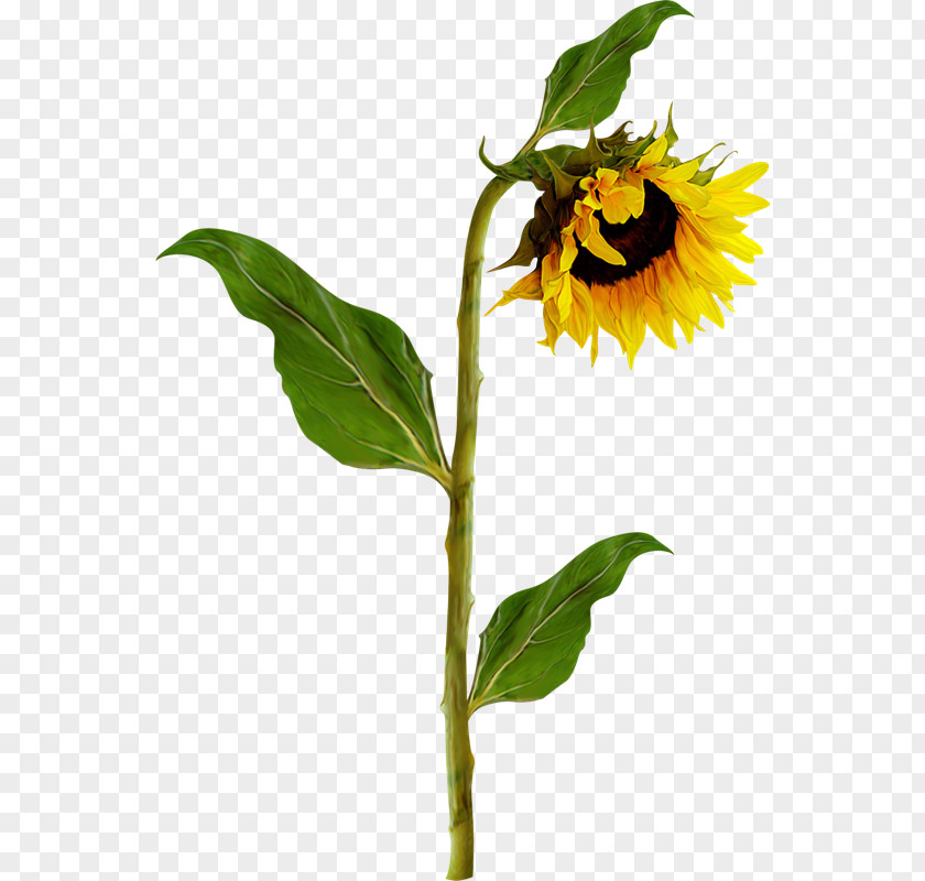 Girasoles Common Sunflower Photography Clip Art PNG