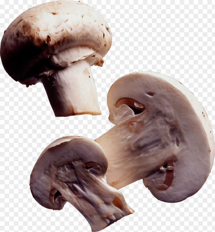 Matsutake Fungus Agaricus Champignon Mushroom Agaricaceae Edible PNG