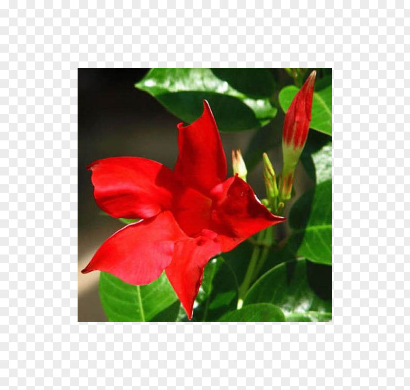 Plant Brazilian Jasmine Red Stem Flowering PNG