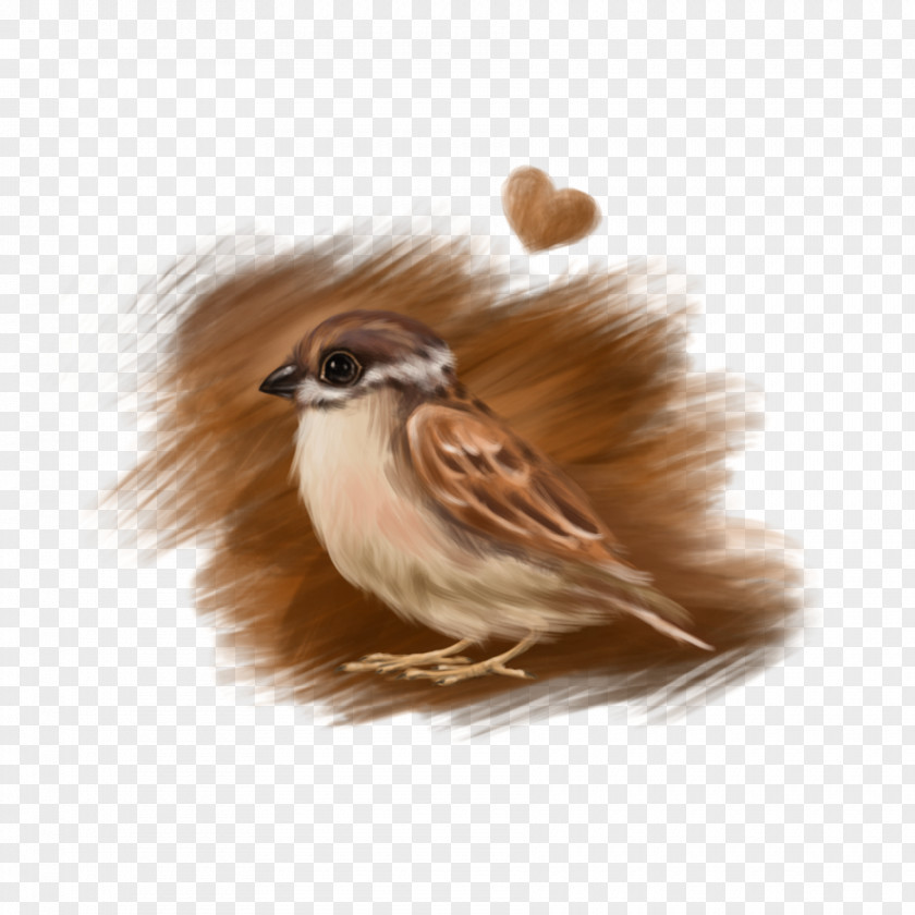 Sparrow Bird Drawing Love PNG