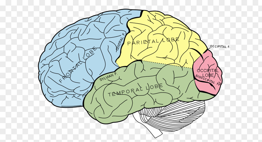 Brain Lobes Of The Parietal Lobe Frontal Human PNG