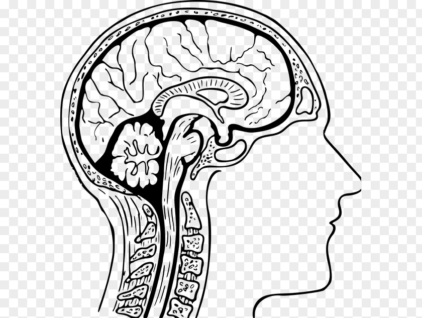 Brain The Human Coloring Book Anatomy Head Clip Art PNG