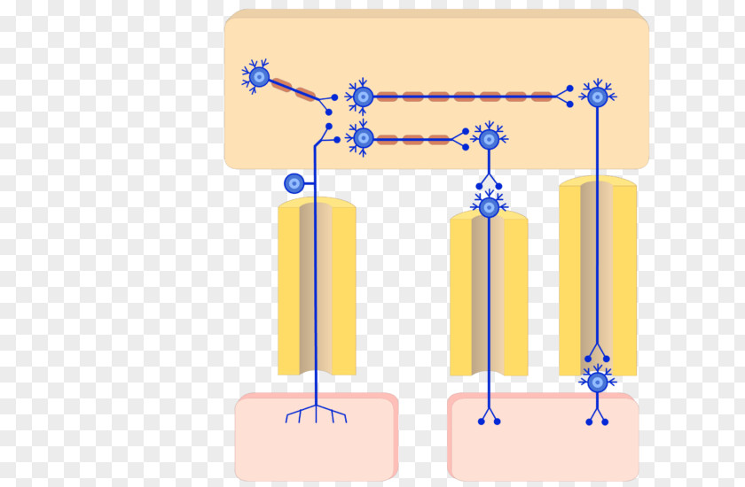 Central Nervous System Autonomic Peripheral Parasympathetic Somatic PNG