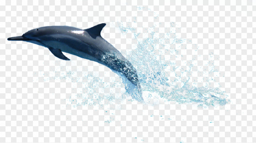 Dolphin La Plata Clip Art PNG