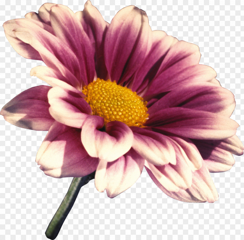 Gerbera Flower Transvaal Daisy Clip Art PNG