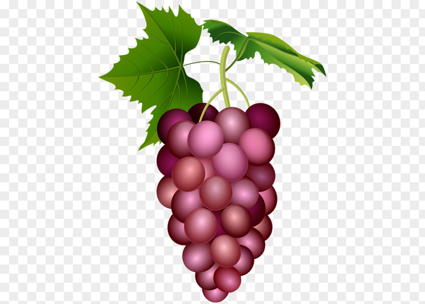 Grape Drawing Fruit Image Clip Art Food PNG