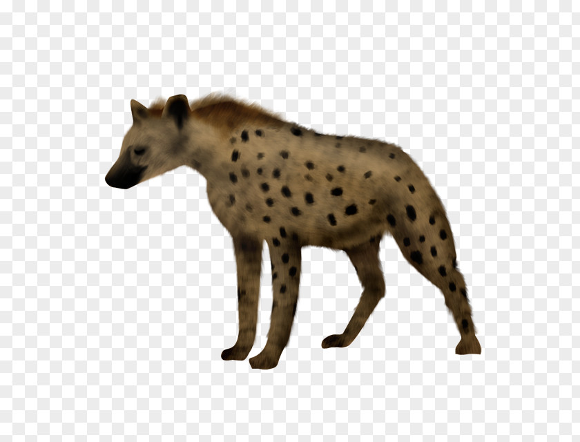 Hyena Siberian Husky Cheetah Animal PNG