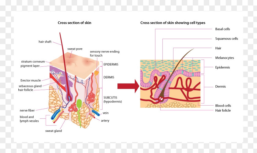 Nail Human Skin Diagram Body Hair Follicle PNG