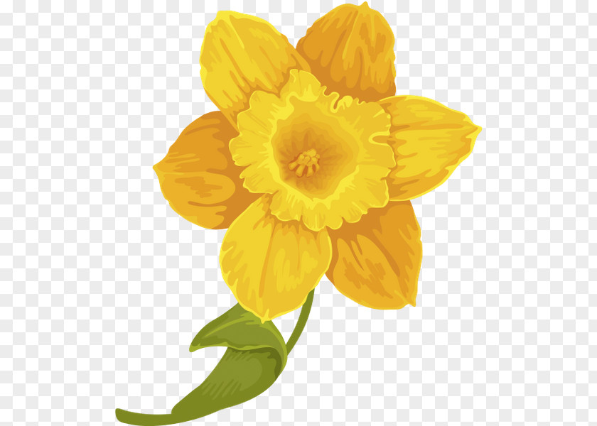 Narcissus Canna PNG