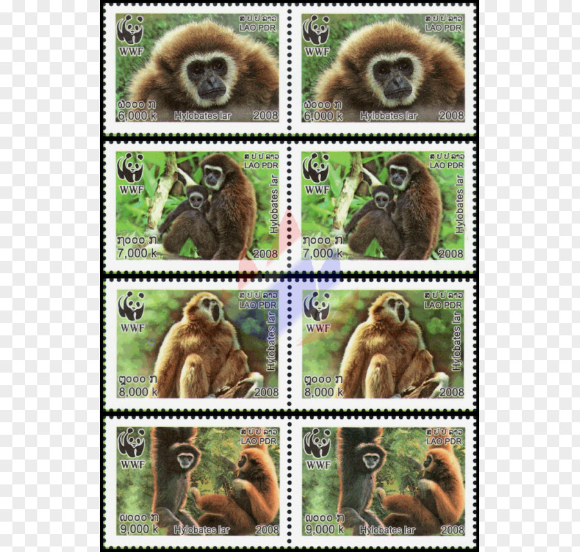 Nature Conservation Cercopithecidae Old World Fur Wildlife Terrestrial Animal PNG